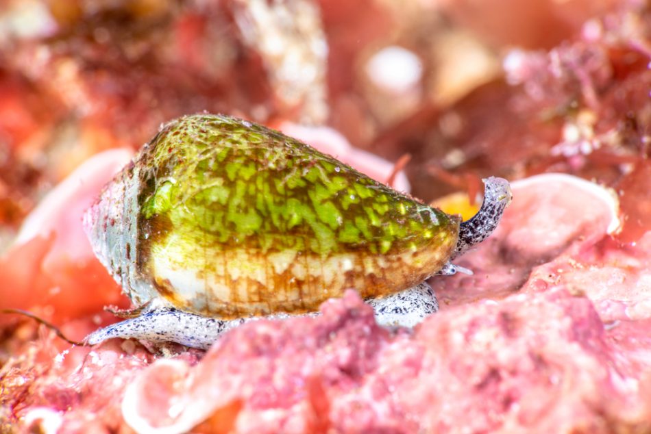 Cone snail shows its snout and eye as it makes its way across a reef.
