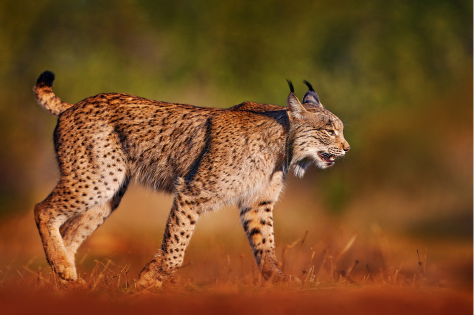 Iberian Lynx claws its way bac