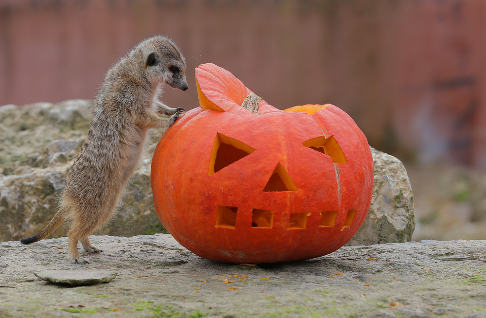 Meerkat playing with a carved pumpkin