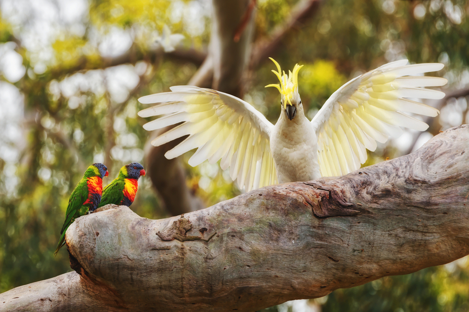 cockatoo spreads its wings while perched on a tree