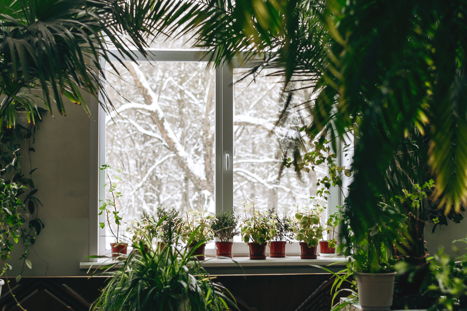 A fragment of the interior with potted indoor plants and palm trees.Outside the window is a snow-covered landscape.