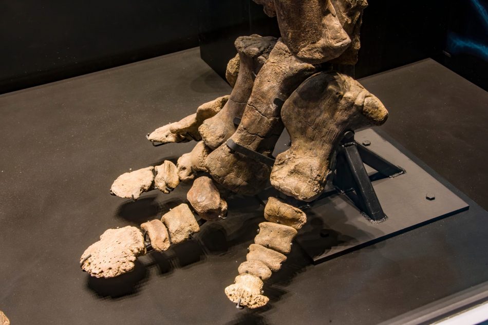 Dinosaur Leg