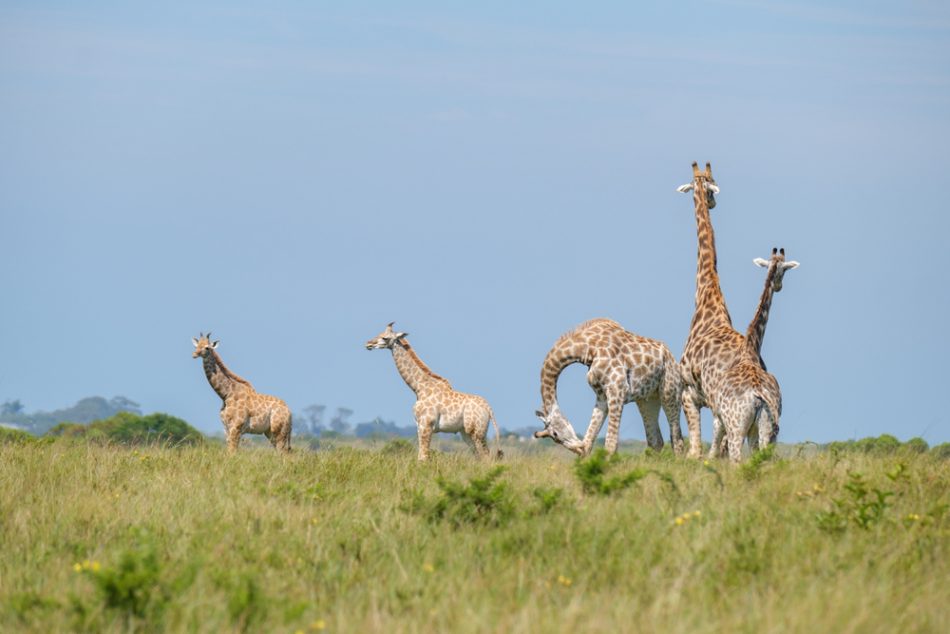 Study: Giraffes are far more s