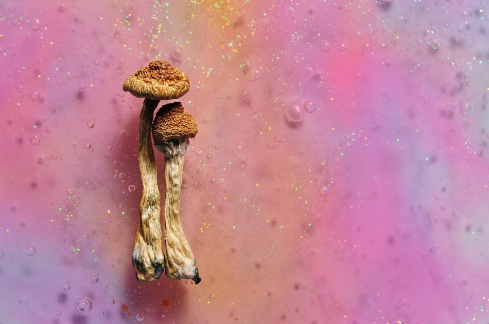 Magic mushrooms containing psilocybin on pink bright background.