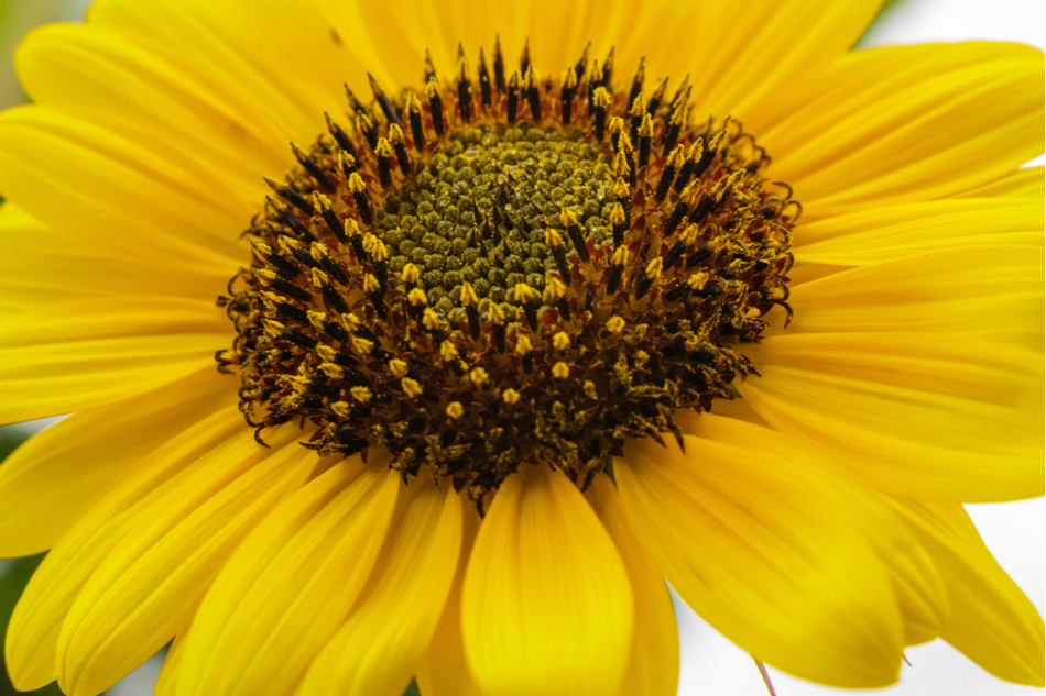 Sunflower pollen could provide