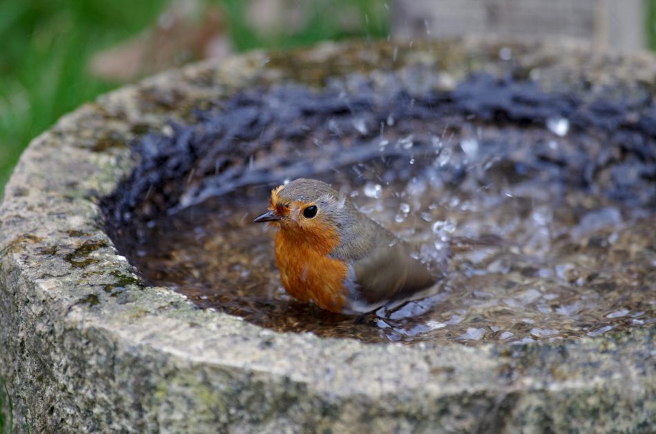 cute robin splashes in bird bath