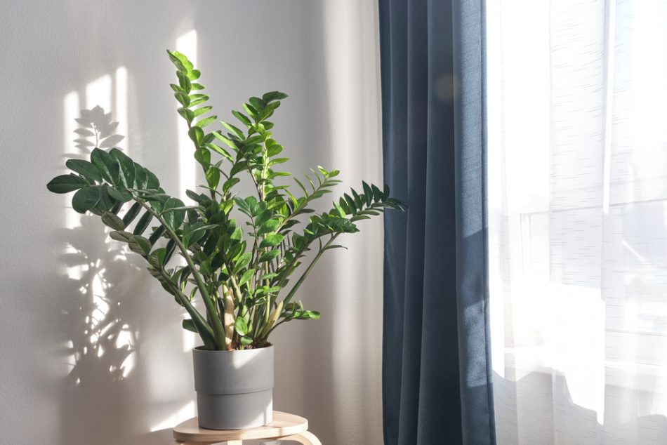 ZZ plant in a sunny window