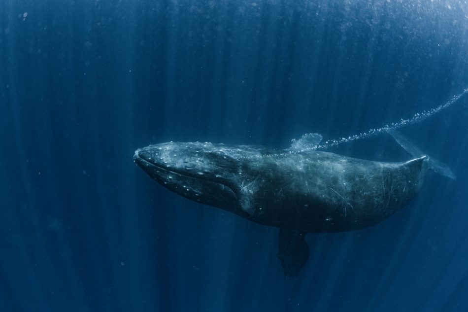 The role of whale conservation