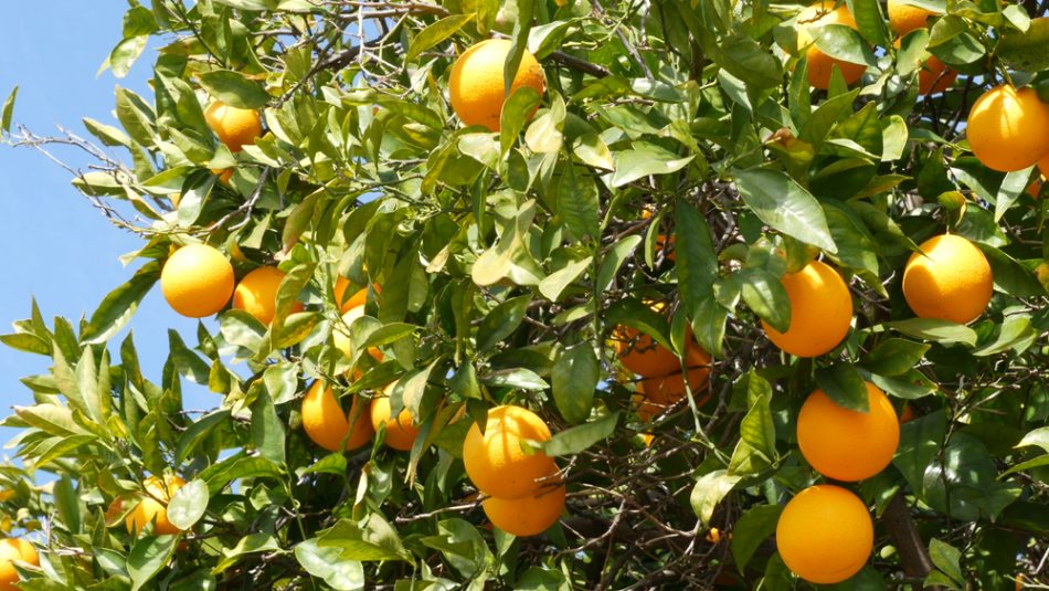 Citrus orange fruit on tree, California USA.