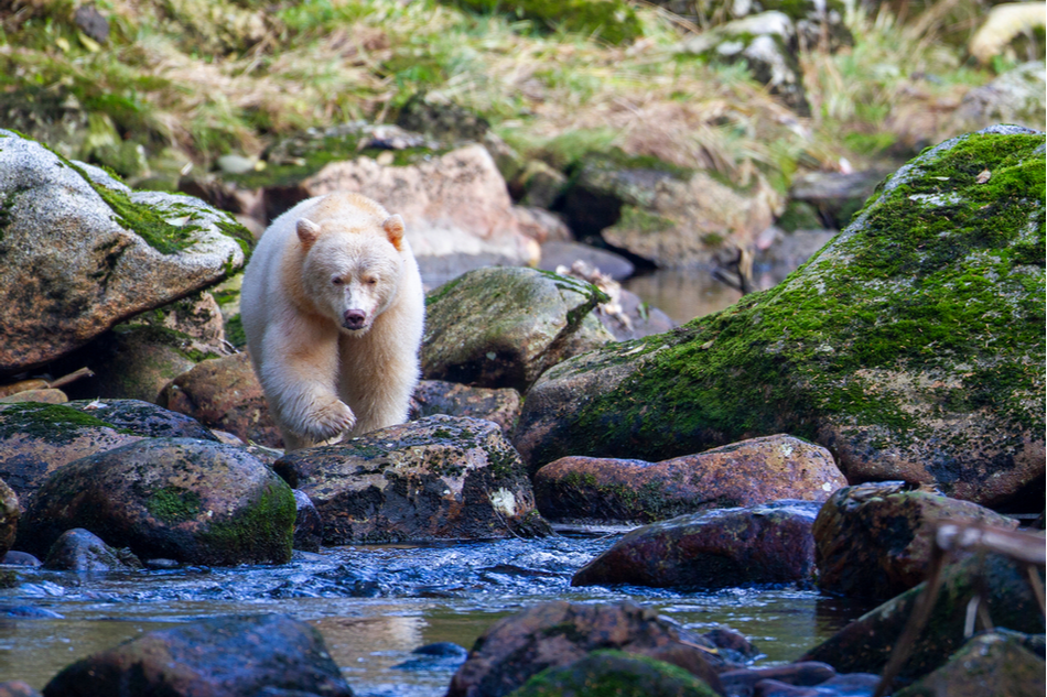 Spirit Bear searching for salmon in river, Pacific Coast, BC, Canada, October, 7,09