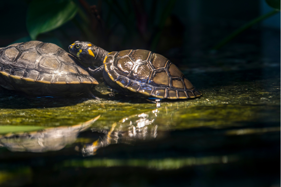 Two baby Amazon River turtles in a pond