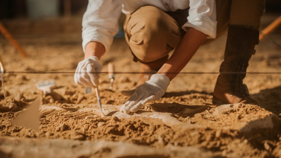 Palaeontologist excavating dinosaur fossils with a brush.