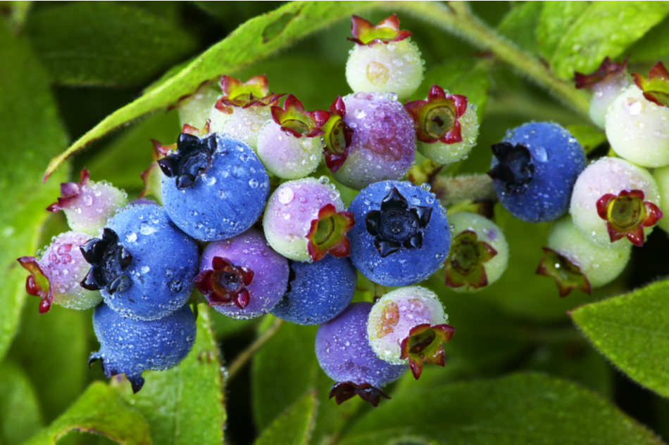 bunch of ripening blueberries
