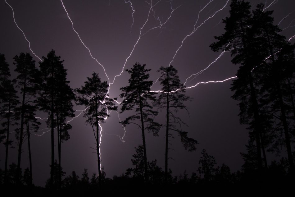 Lightning behind tall trees