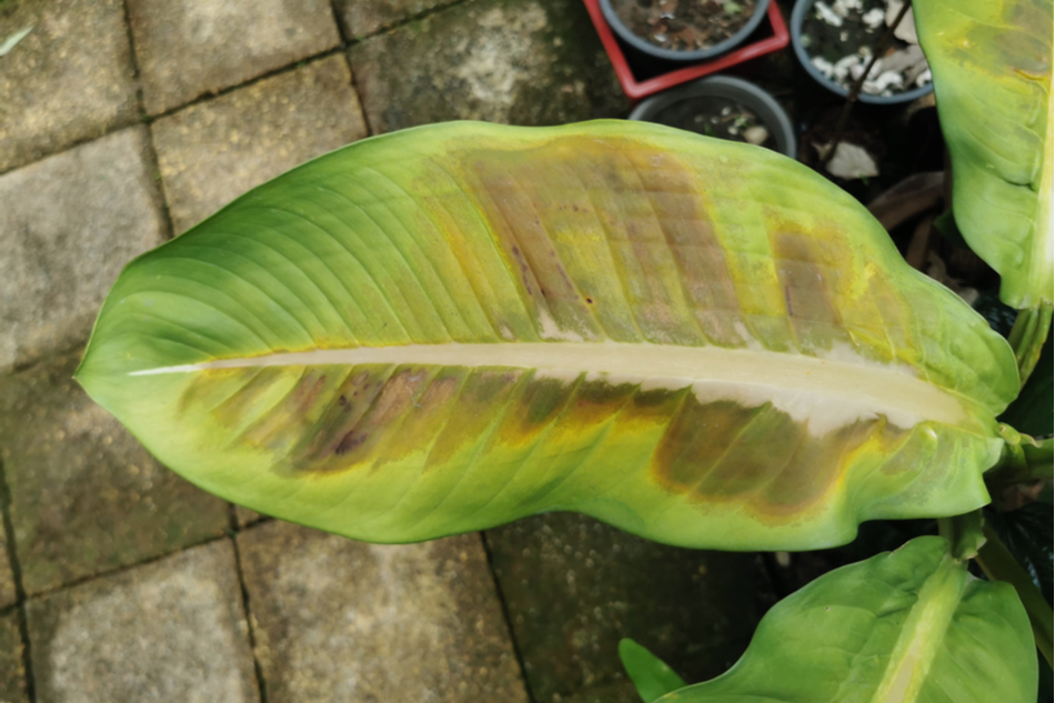 plant leaf with signs of plant sunburn