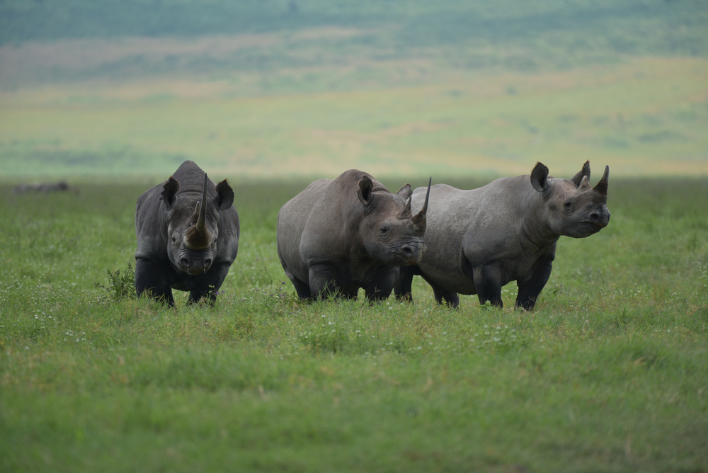 Rhino conservation success: Gl