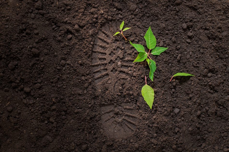 Young green sprout on the ground next to the footprint of a shoe where it has been stood on.
