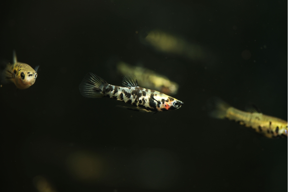 mosquitofish underwater