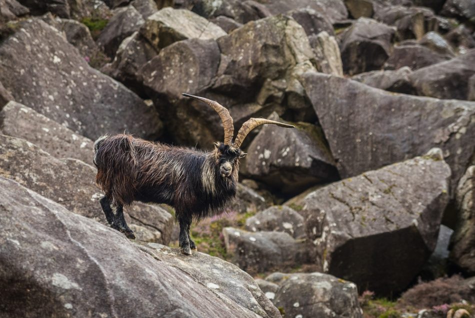 A team of Irish goats is Dubli