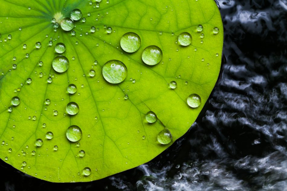 Water droplets on Lotus leaf, the inspiration for RepelWrap, a novel repellent material