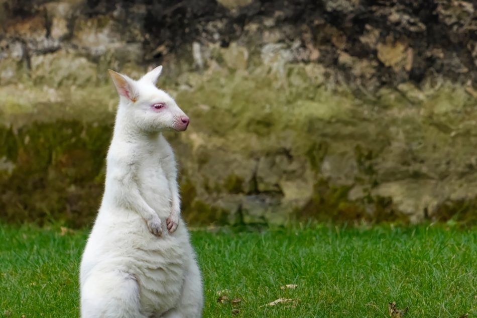 White colored albino wallaby sitting in the grass in a zoological park.