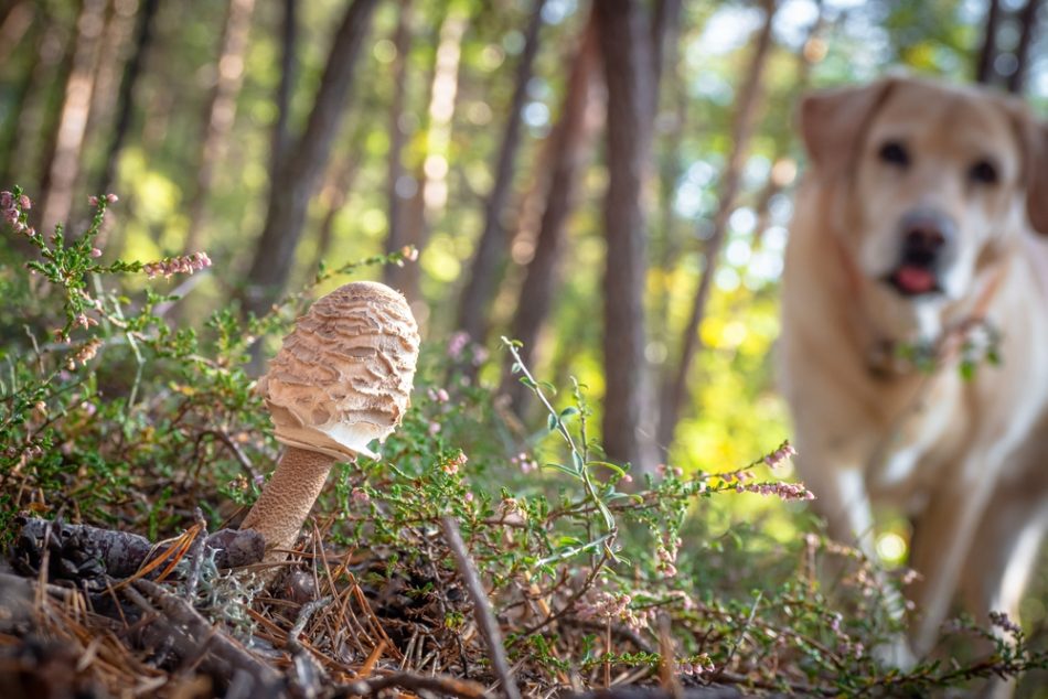 Yellow lab approaches mushroom in the forest
