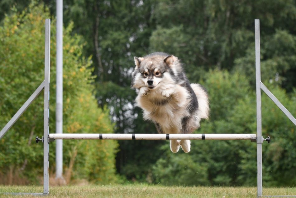 Photo of a Finnish Lapphund dog jumping over obstacle in agility course.