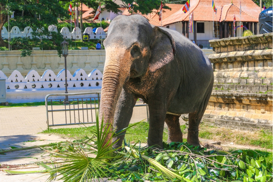 Domesticated elephant eating green branches