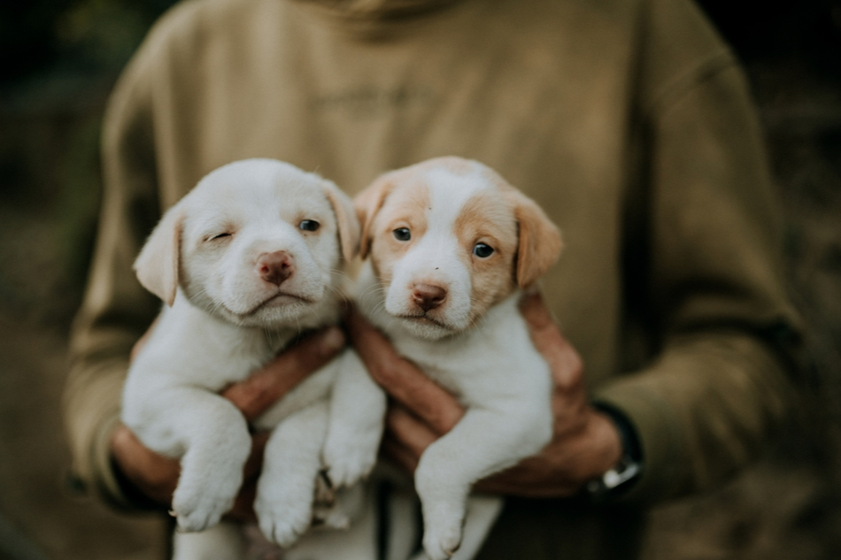 a man holds two adorable puppies