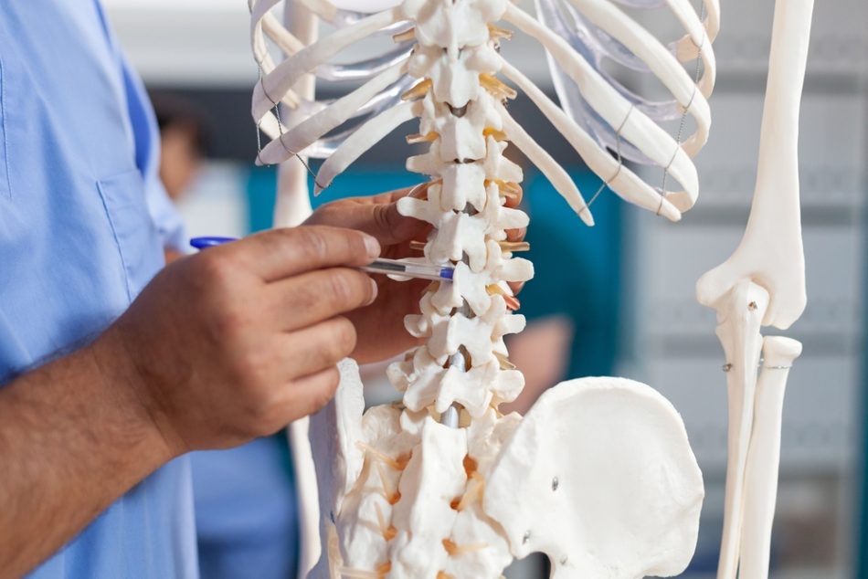 Close up of nurse pointing at spine bones on human skeleton to explain diagnosis.