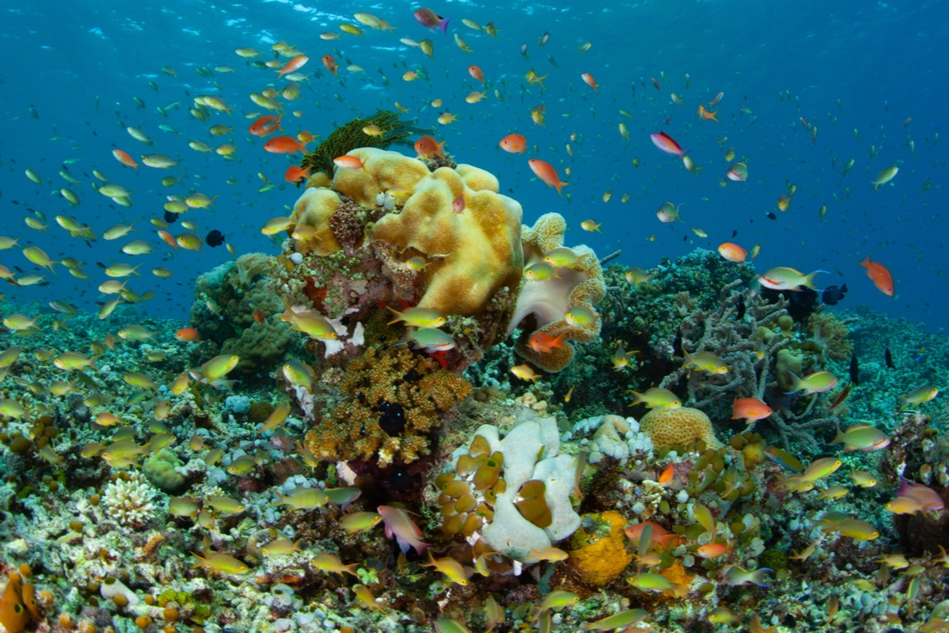 Healthy coral reef surrounded by colorful fish