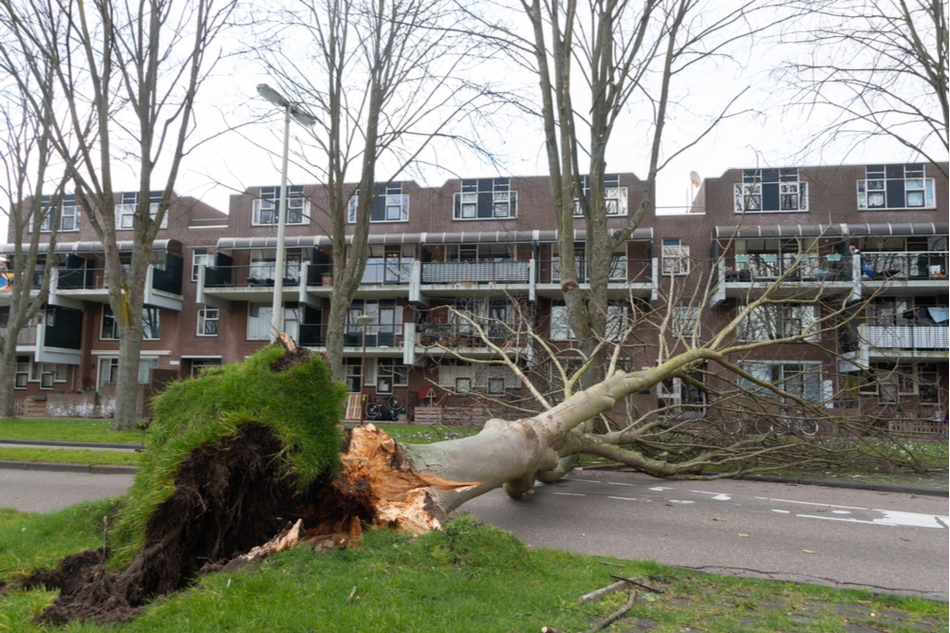 A tree toppled over by Storm Eunice in The Hague, Netherlands, Feb 18 2022