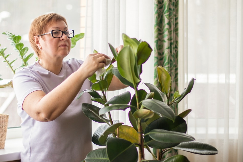 middle aged woman with glasses wipes houseplants