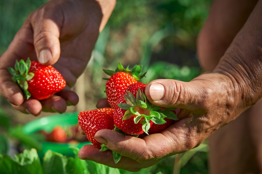 Elderly woman farmer collects a harvest of ripe organic red strawberries.