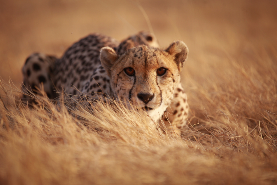 A cheetah in the wild looking into the camera lens