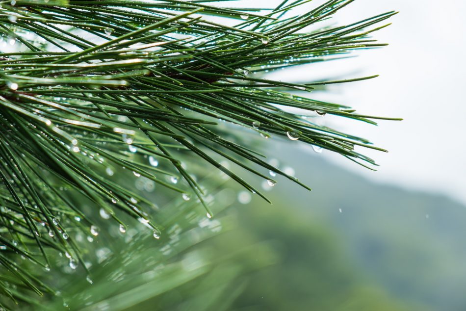 Could excess pine needles help