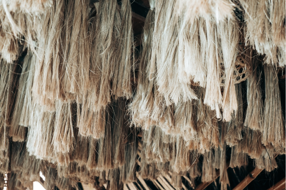 Abaca leaf fibers hanging out dry
