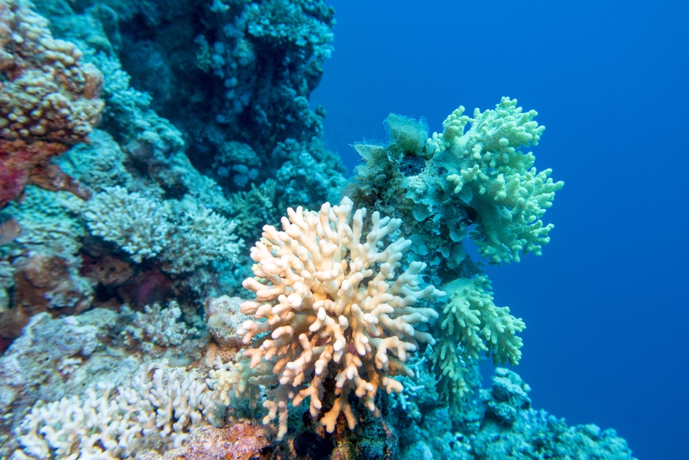 Revitalizing coral reefs acros