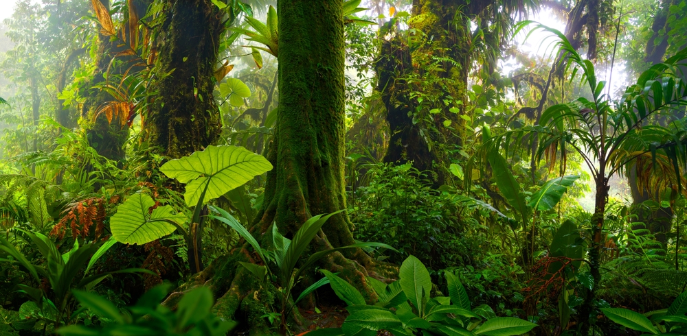 Rainforest nations join forces
