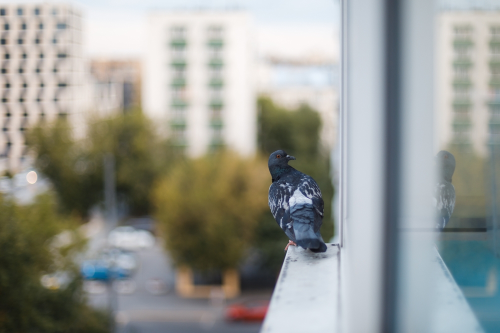 Making windows bird-friendly: 