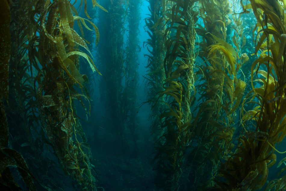 Kelp forests are the silent co