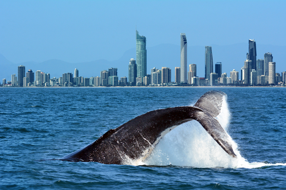 Humpback whale breaches water on Gold Coast