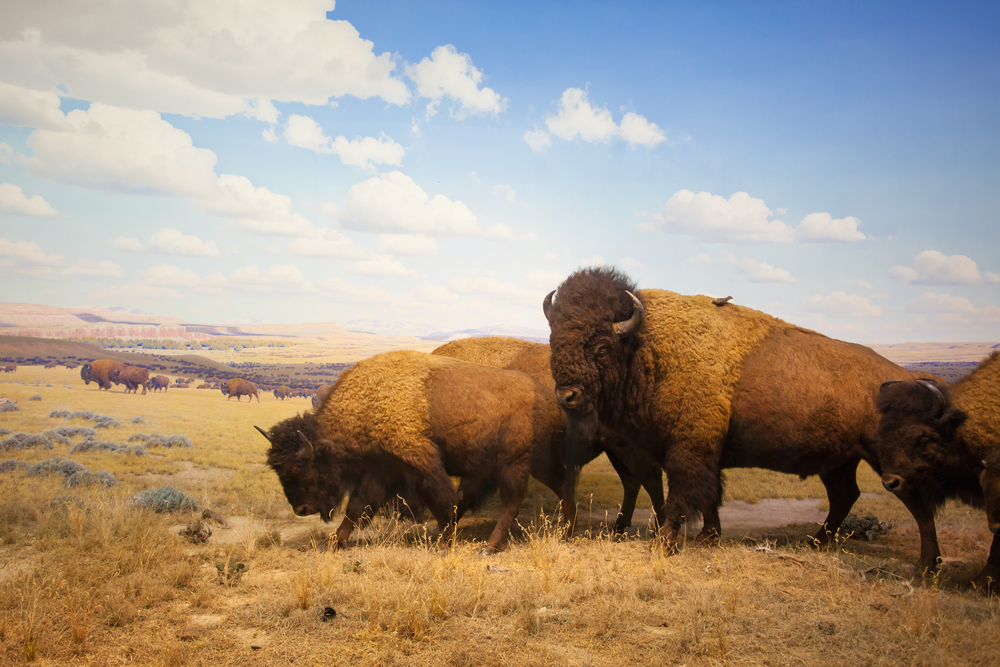 Bison to return to Montana aft