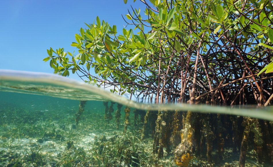 Mangrove trees can protect vul