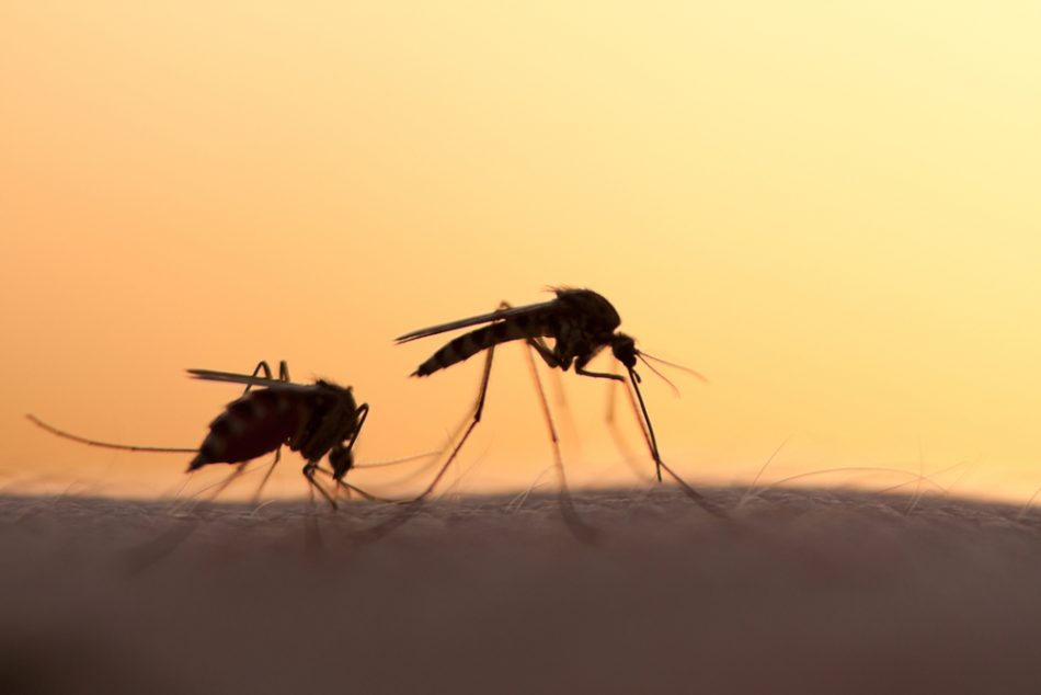 Two mosquitos on human skin at sunset.