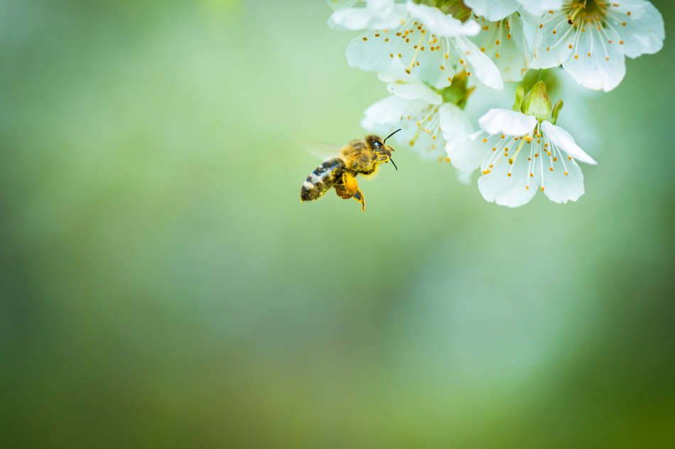 Honey bee pollinating blossoming cherry tree