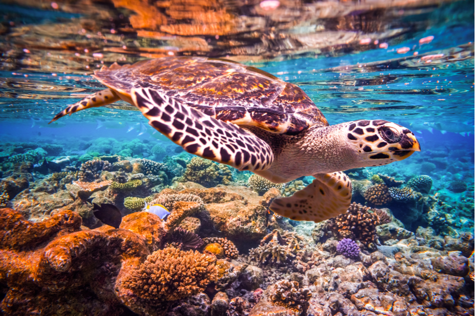 hawksbill sea turtle swimming in ocean