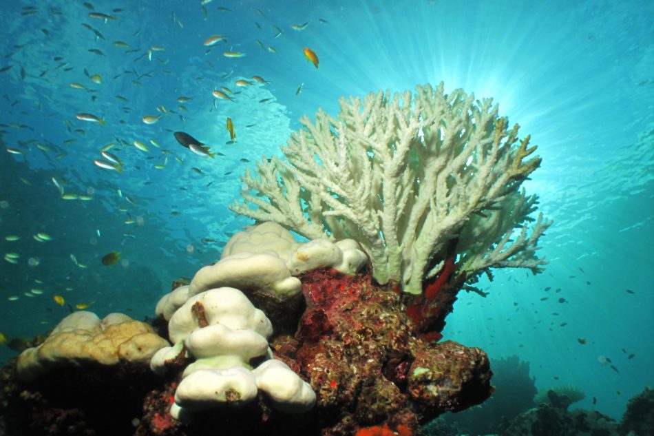 Want to save the coral reefs? 