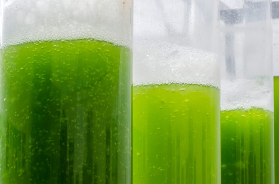 How algae could make your loca