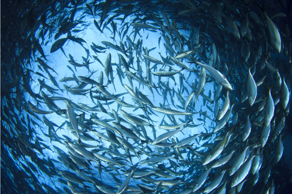 Good news for our oceans: tuna